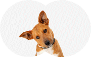 Pet icon