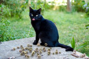 ¿Qué es la toxoplasmosis y el embarazo?